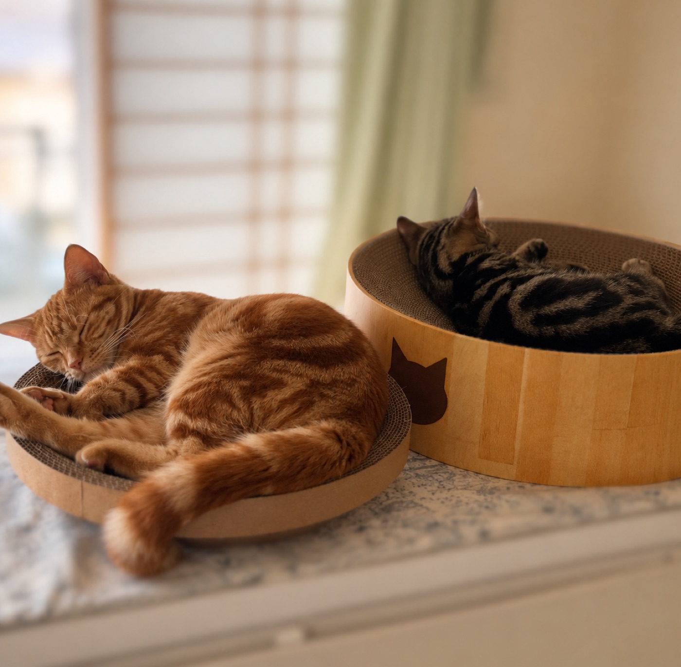 スリーコインズの丸型爪とぎで眠るつむぎと、猫壱バリバリボウルで眠る琥珀