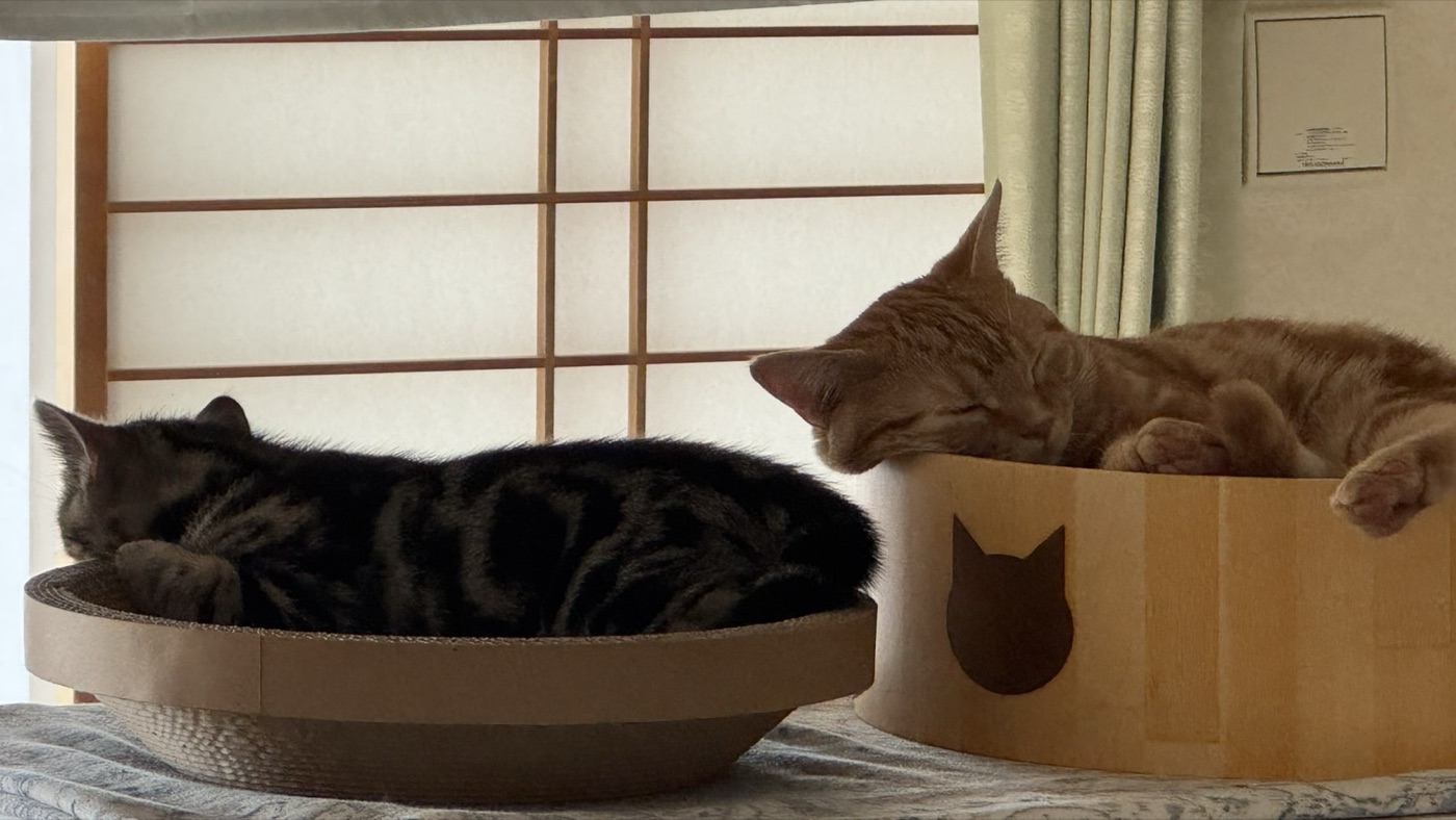 猫壱バリバリボウルで眠るつむぎと、となりのスリーコインズの爪とぎで眠る琥珀