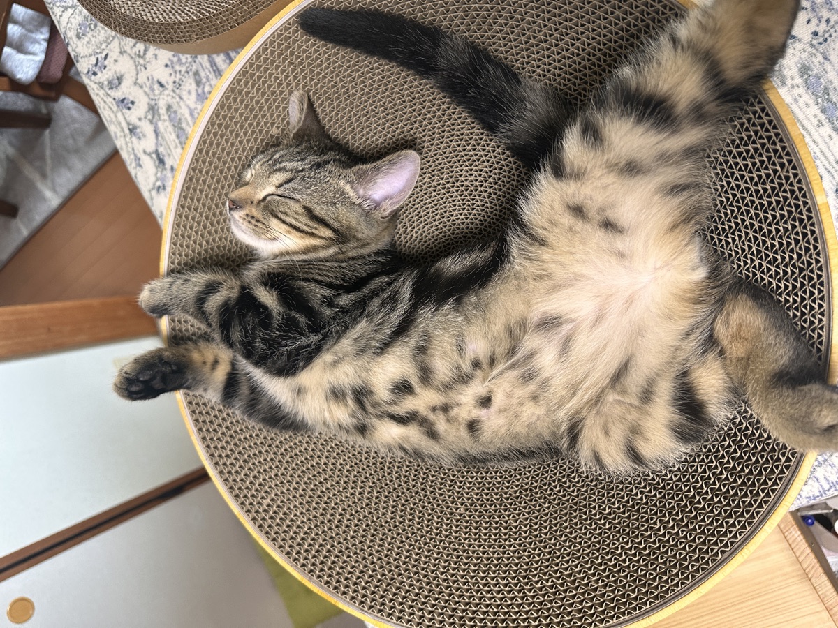 猫壱バリバリボウルの中でヘソ天になって気持ちよさそうに眠る琥珀