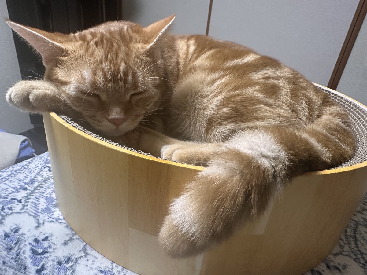 猫壱バリバリボウルの中で前足を垂らして丸くなって眠るつむぎ