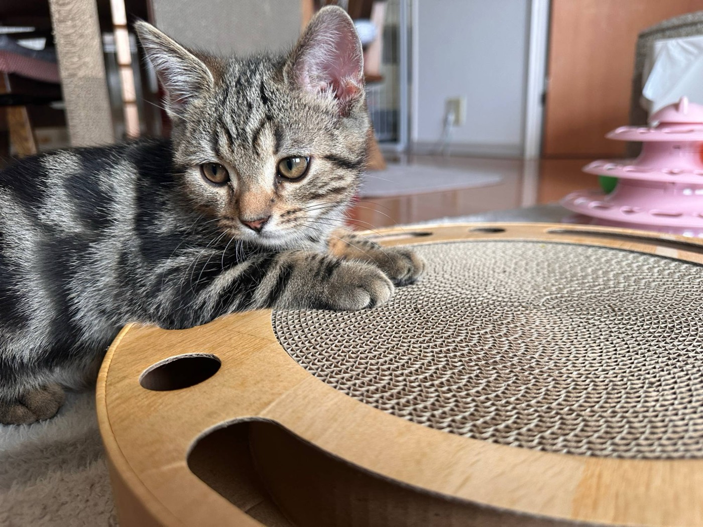 猫壱バリバリパッドコロコロボールの爪とぎパッドに前足を乗せてくつろぐ琥珀
