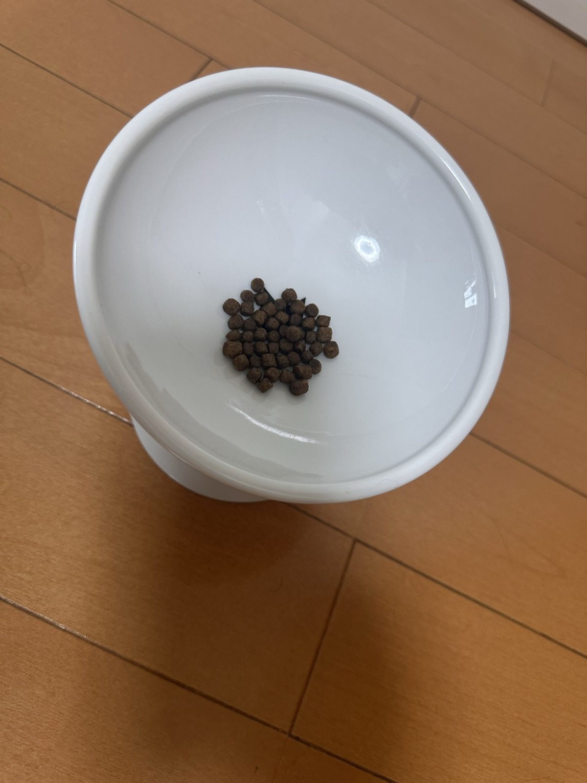 琥珀が食べるのをやめたあとのお皿。子猫用チキンの粒が残っている