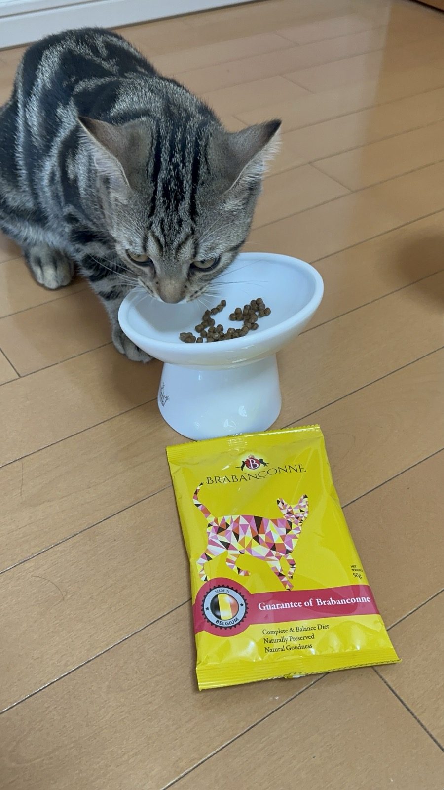 子猫用チキンを食べる琥珀。お皿にはまだ粒が残っている