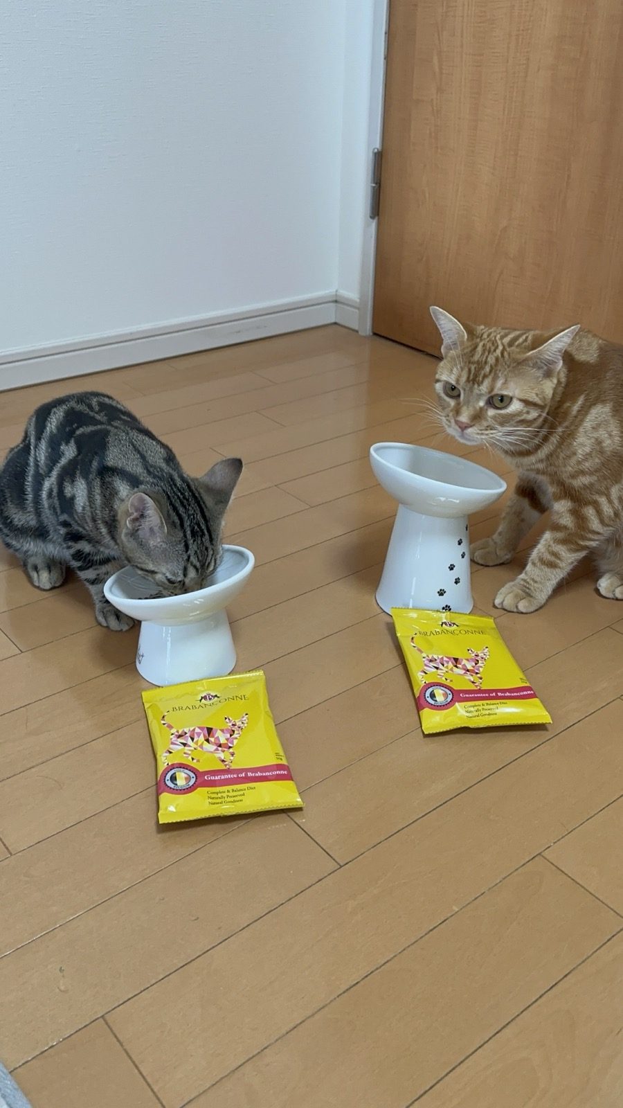 成猫用チキンを食べ終えて顔を上げるつむぎ。隣で琥珀はまだ食べている