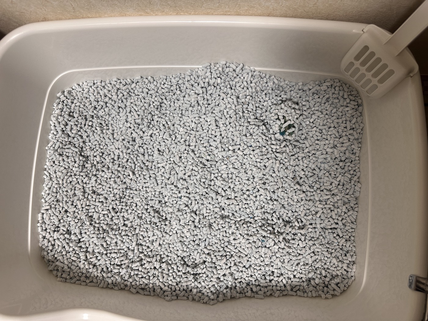 色が変わるタイプの紙製猫砂をトイレ全体に敷いた様子。粒は硬めでしっかりしている