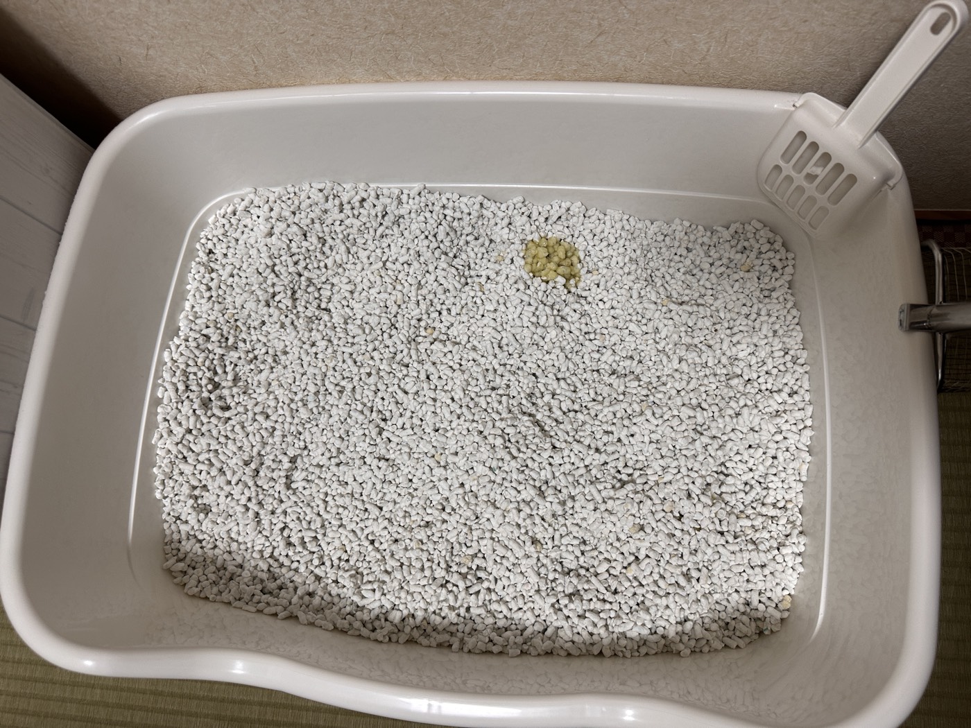 通常タイプの紙製猫砂を敷いた猫トイレ。白い砂の中で、おしっこをした部分がうっすら黄色く固まっている