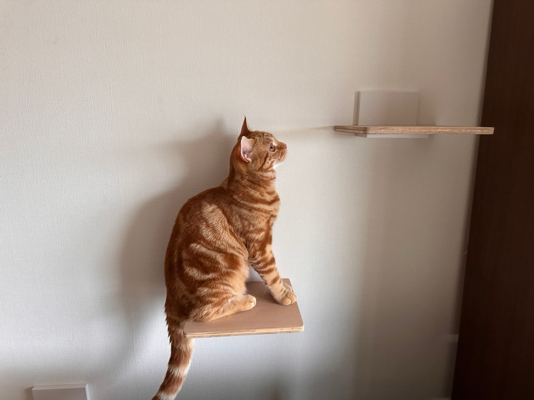 キャットステップで上の段を見上げるつむぎ