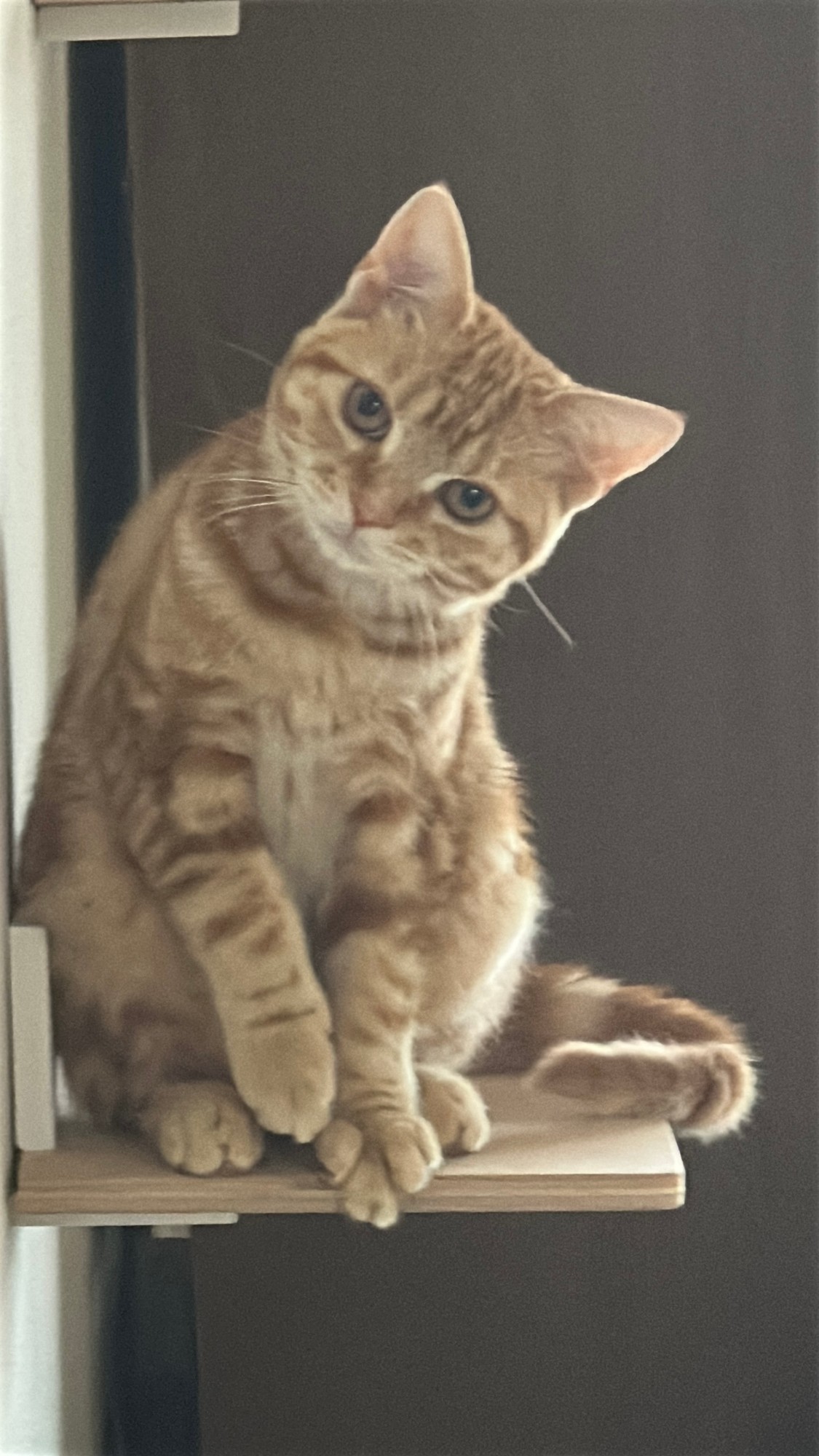 キャットステップの上に座るつむぎ