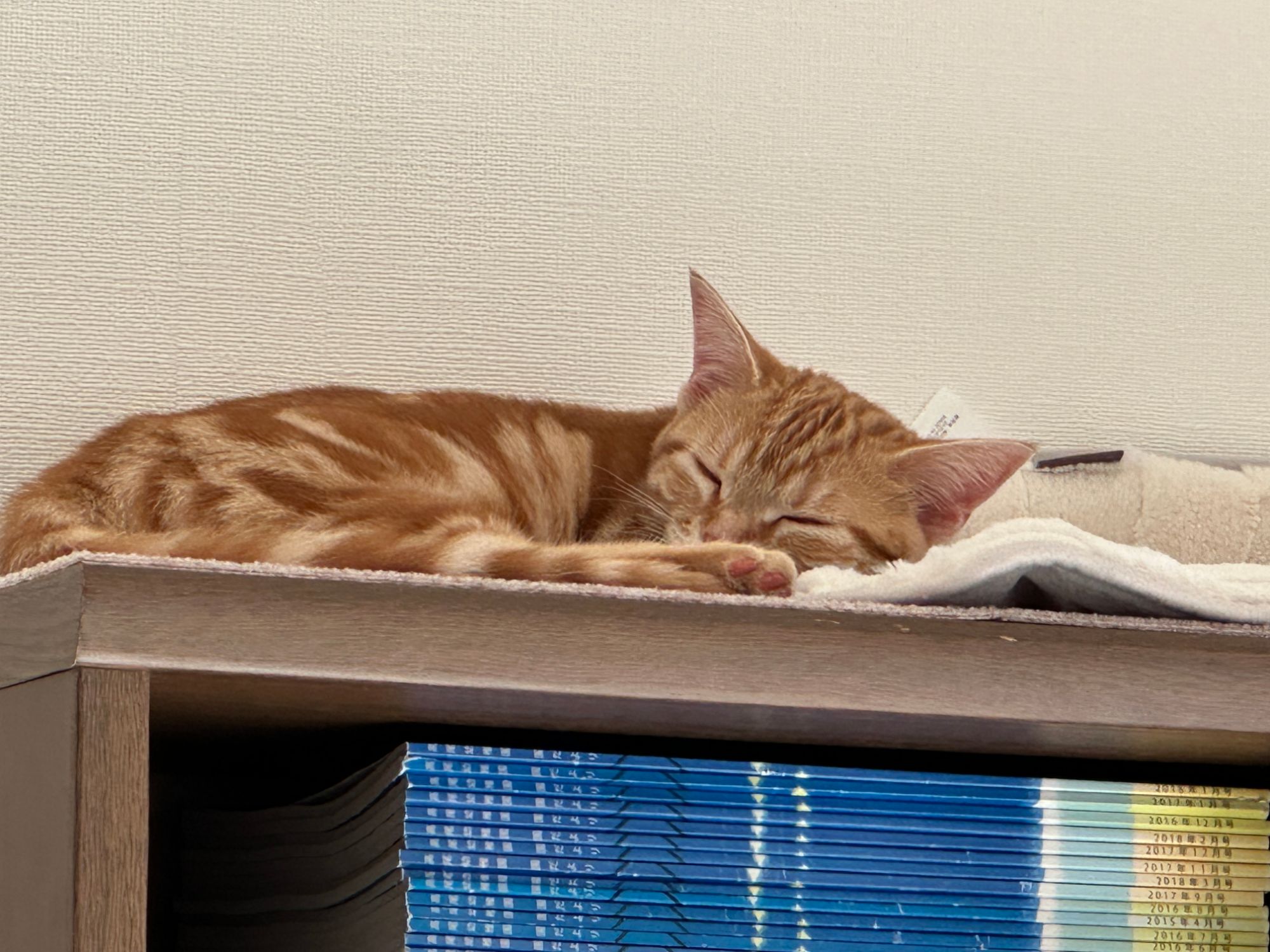 本棚の上でぐっすり眠るつむぎ