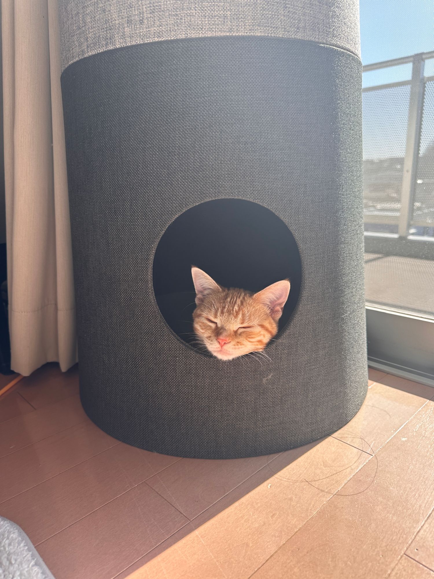 つむぎがキャットタワーの穴からうとうとしている