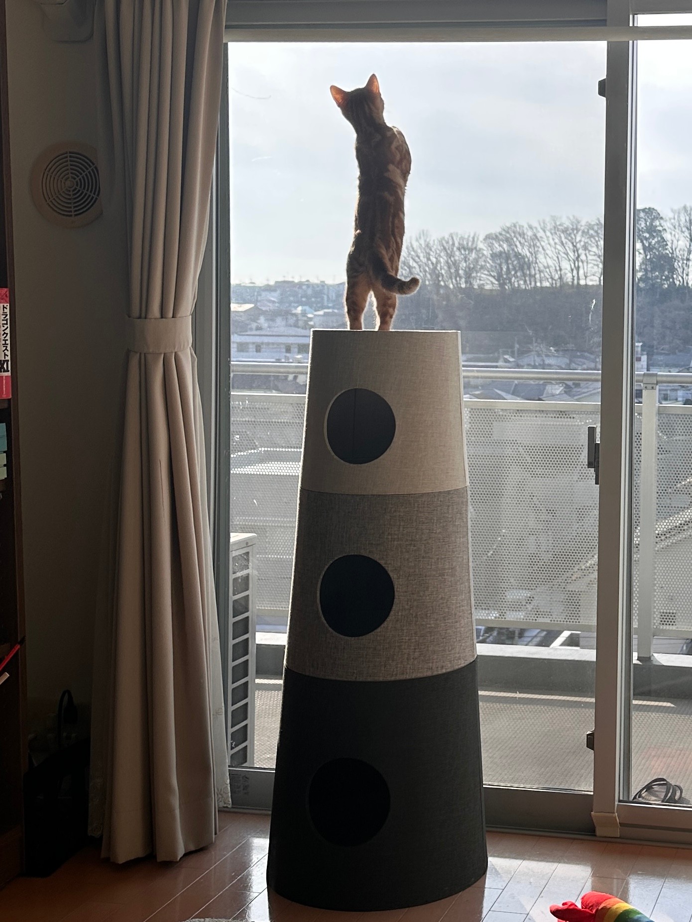 キャットタワーの上に立って窓の外を眺めている猫