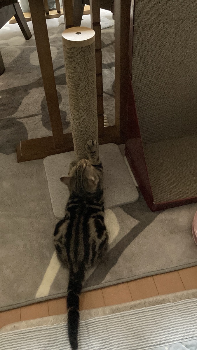 カインズのタワースタイルスクラッチャーに前足を伸ばして爪とぎをする琥珀