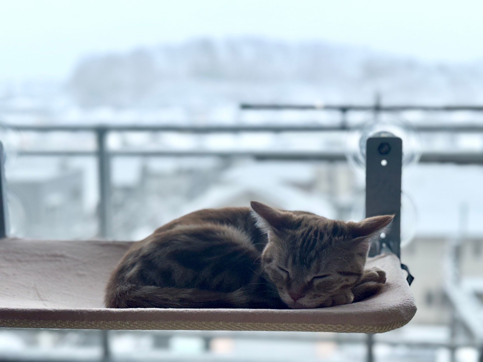 冬、ふわふわ面のハンモックで丸くなって眠るつむぎ
