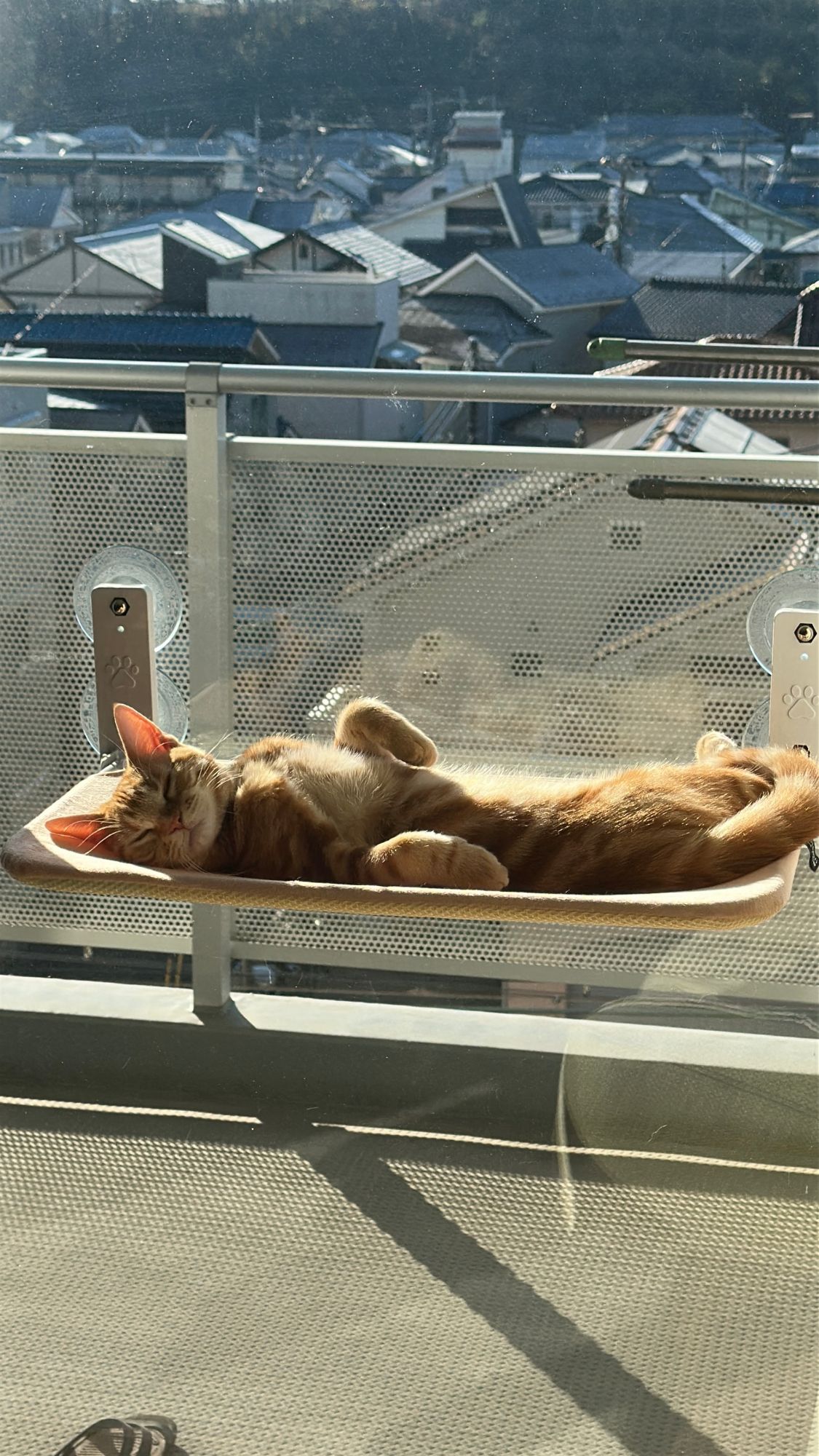 窓辺ハンモックで仰向けになって日向ぼっこするつむぎ