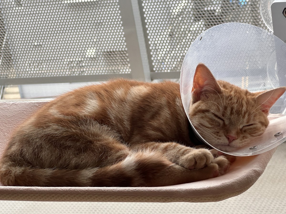 エリザベスカラーをつけて窓辺ハンモックで眠るつむぎ