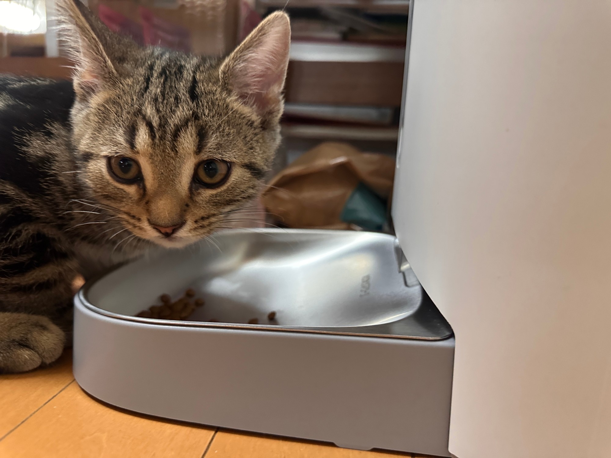 カリカリマシーンからごはんを食べる琥珀