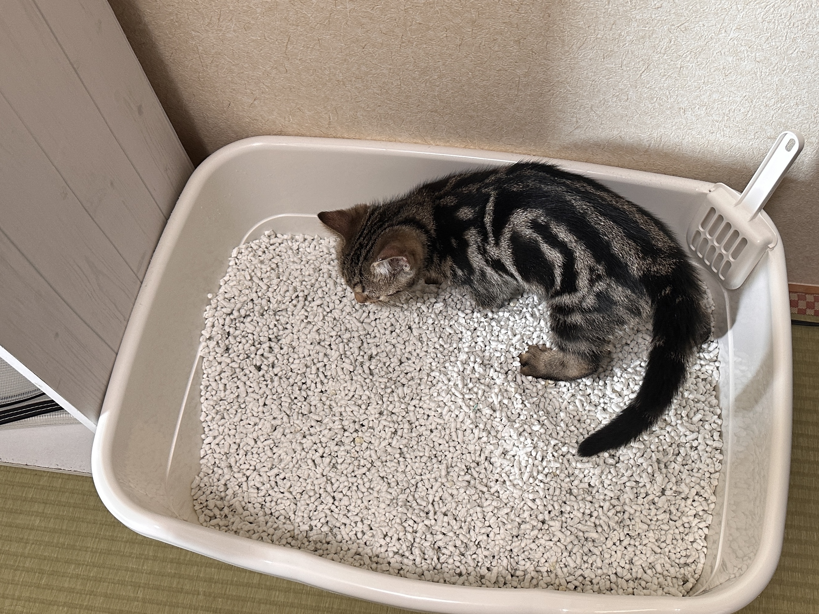 ラプレ ネコトイレ深型60の中で砂のにおいをくんくん確認する琥珀（こはく）。まわりに余裕のある広さ