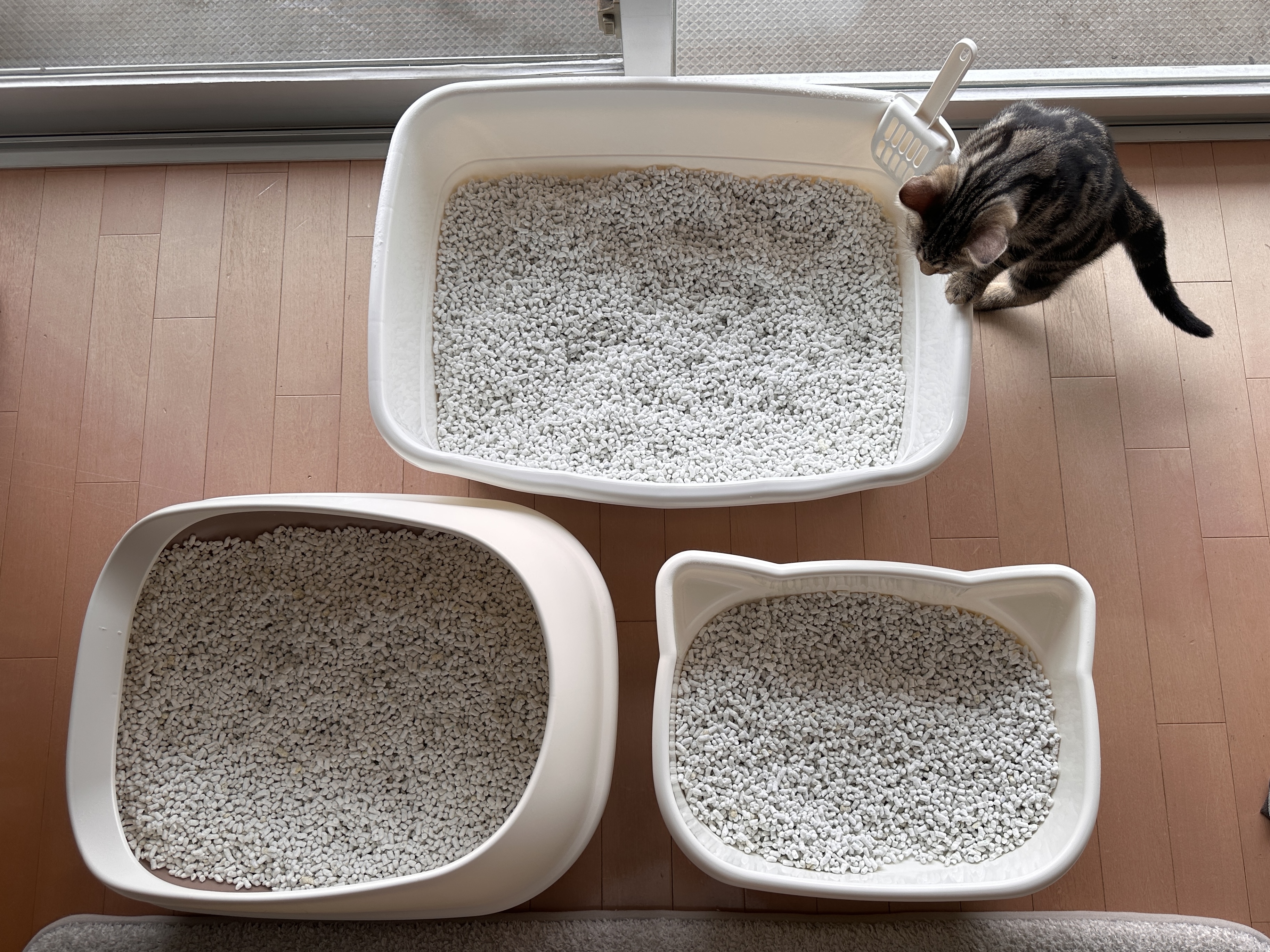 我が家のトイレ3台。広いラプレ ネコトイレ深型60に琥珀（こはく）が近づき、手前にデオトイレのハーフカバーと猫型の子猫用トイレが並ぶ