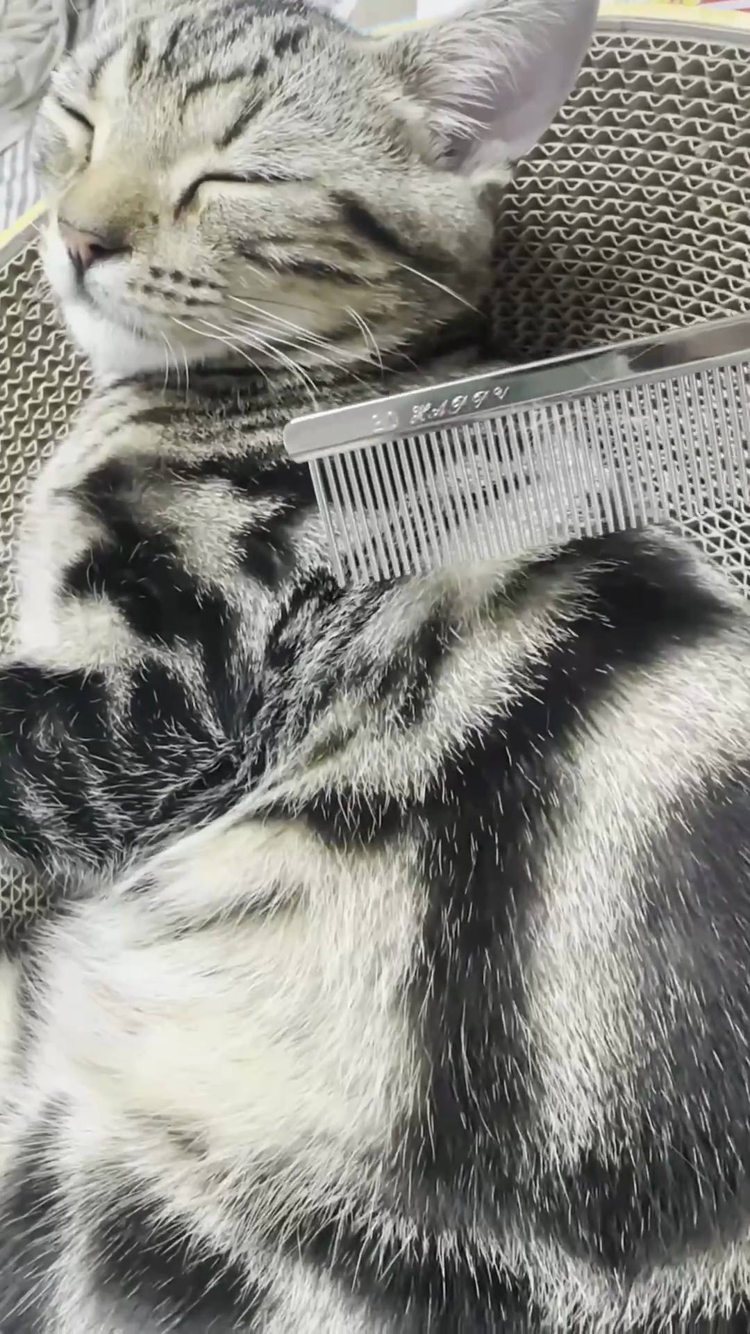 金櫛でブラッシングされている琥珀（Instagramリール動画のワンシーン）