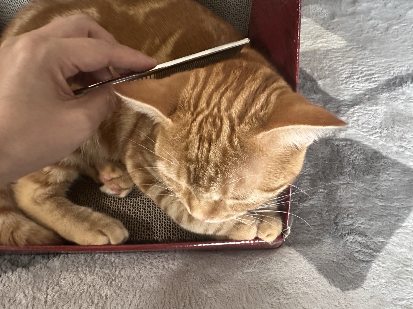 金櫛でブラッシングされているつむぎ