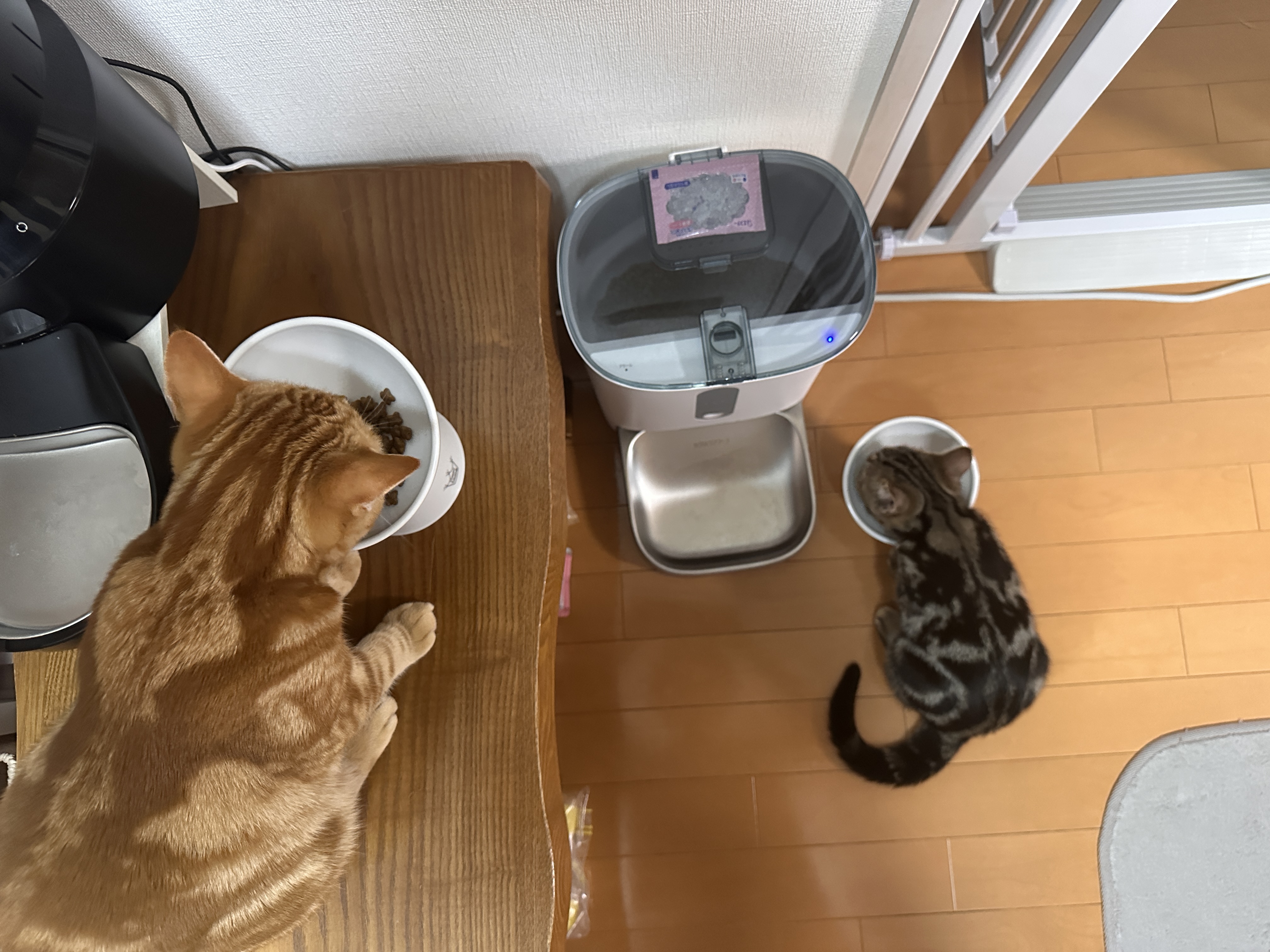 長椅子の上のつむぎと床の琥珀、それぞれのボウルで食事中