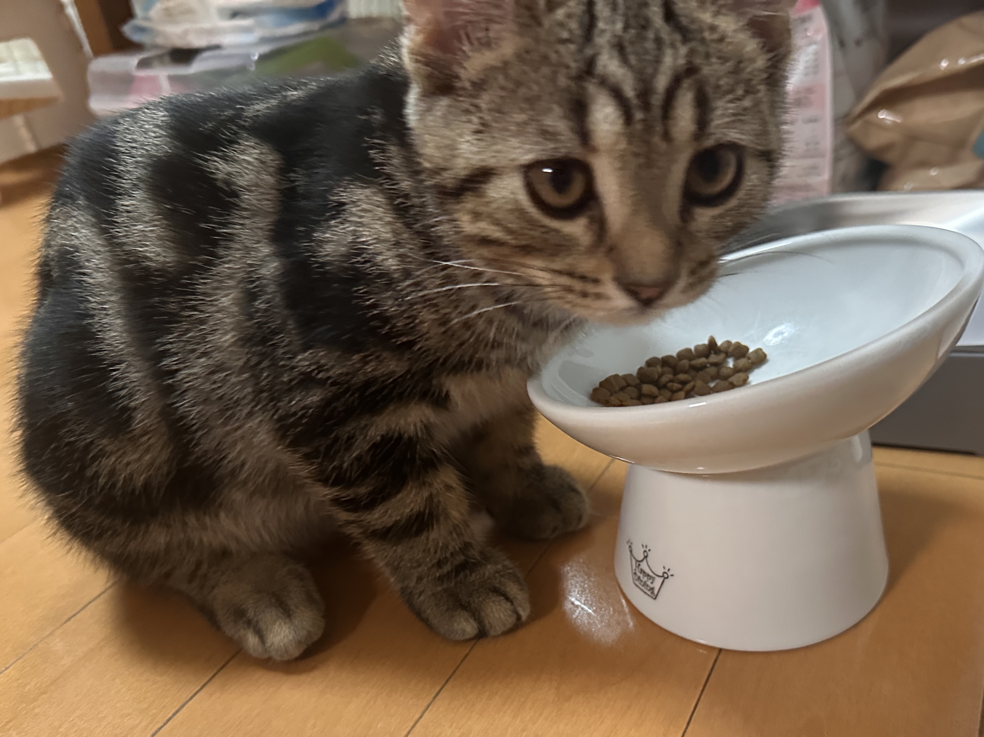 にゃにゃめフードボウルの前で待つ琥珀
