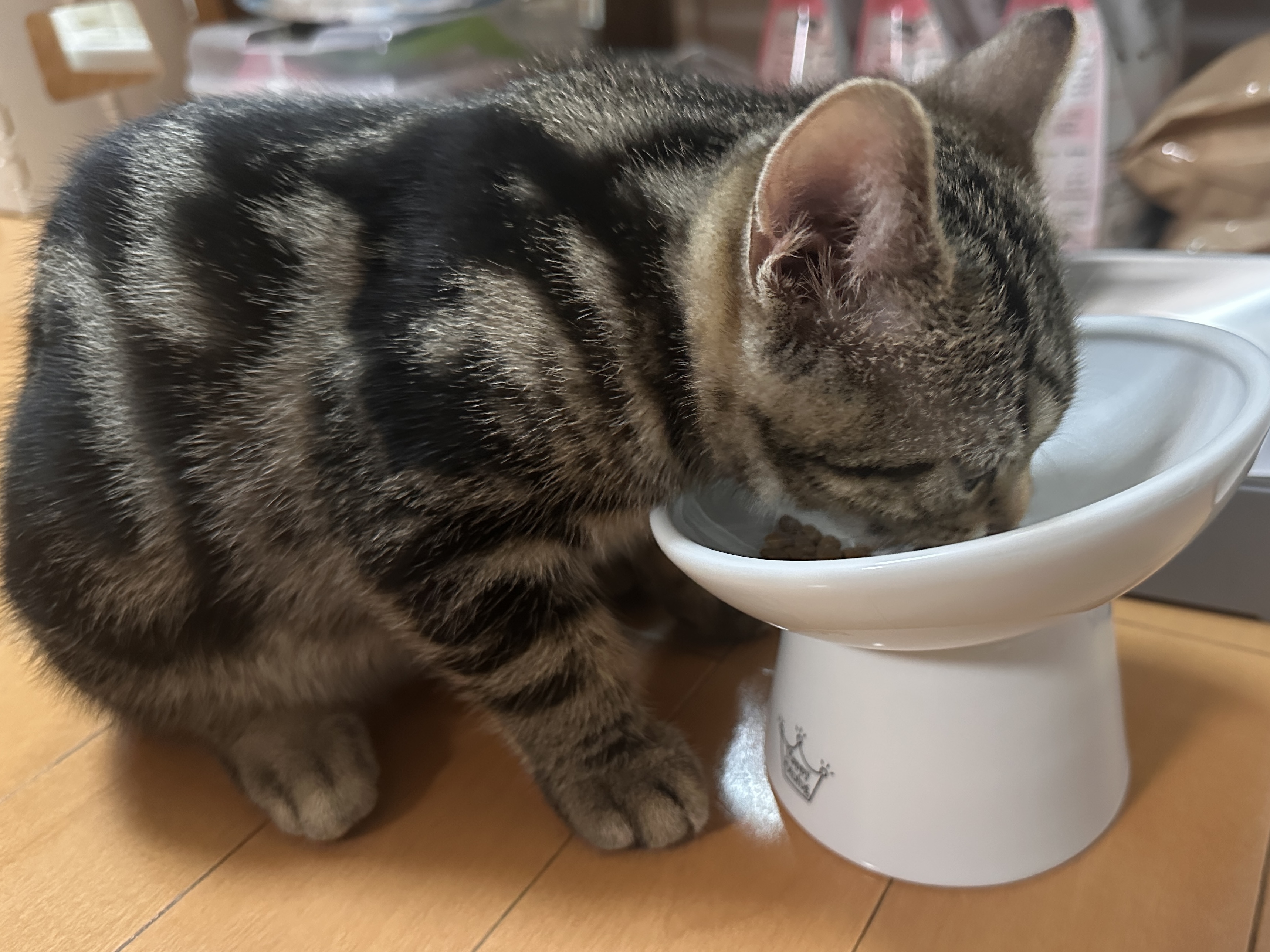 にゃにゃめフードボウルで食べる琥珀