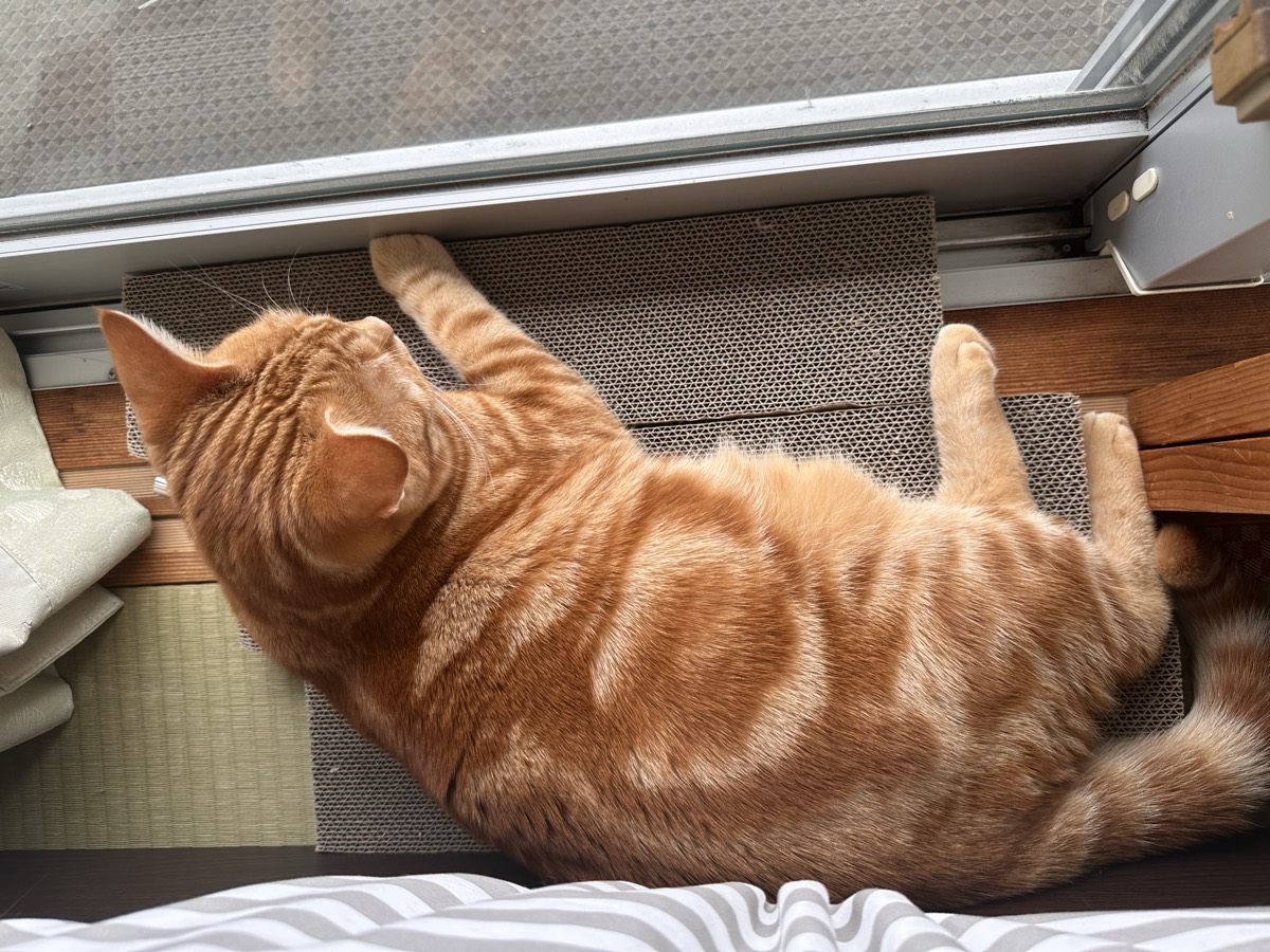 窓辺に並べた3枚の爪とぎの上で伸びて眠っているつむぎ