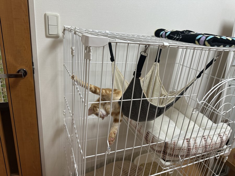 ケージの網を伝ってよじ登る子猫のつむぎ