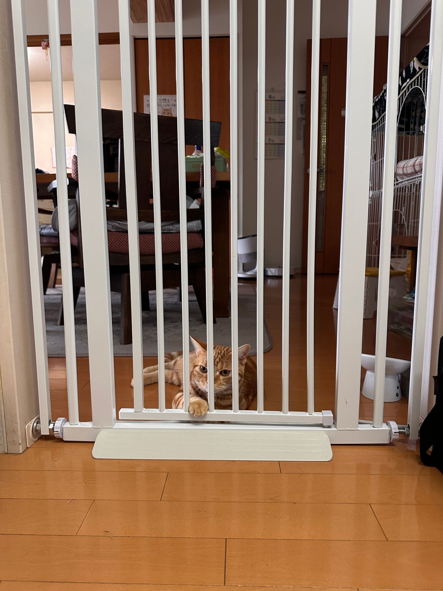 ペットゲートの前に横になってこちらを見ているつむぎ