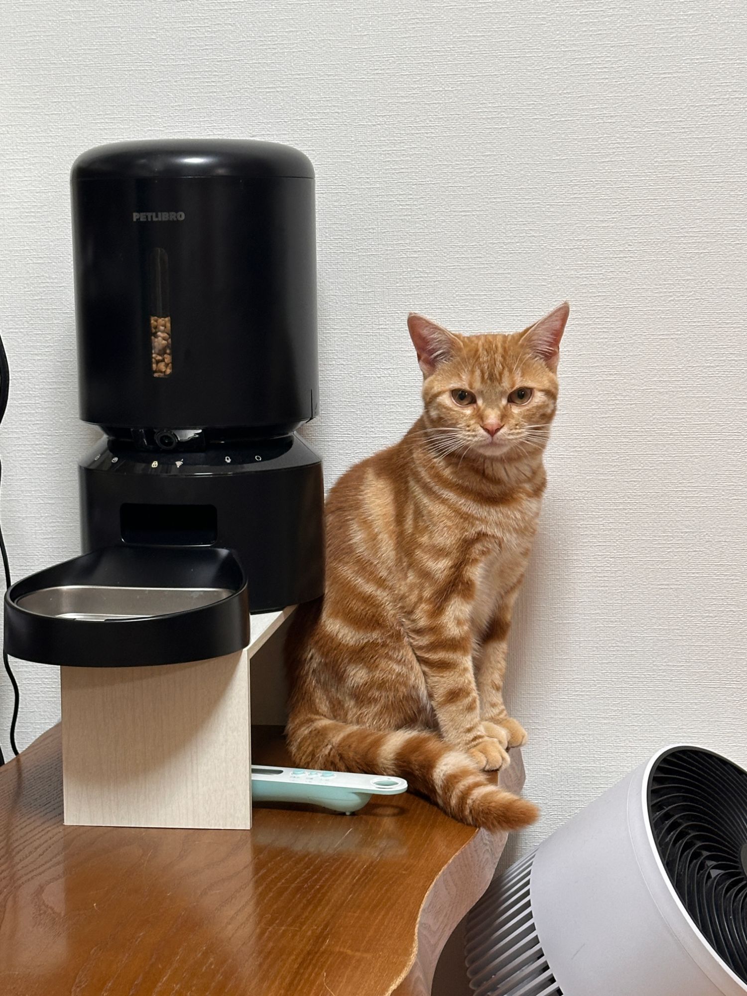 PETLIBROの給餌器の横に座るつむぎ