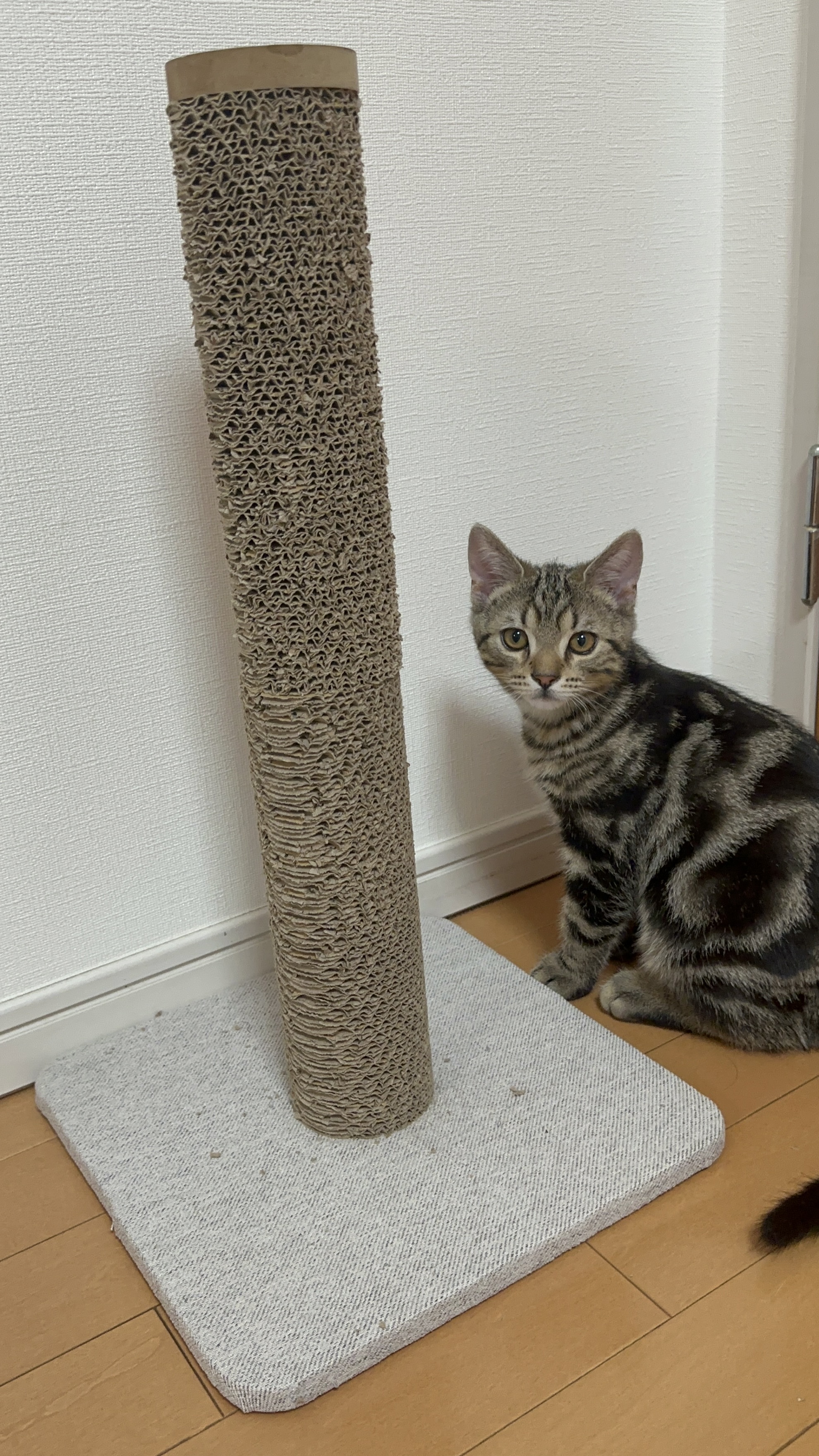 Pet'sOne タワースタイルスクラッチャーに前足をかける琥珀