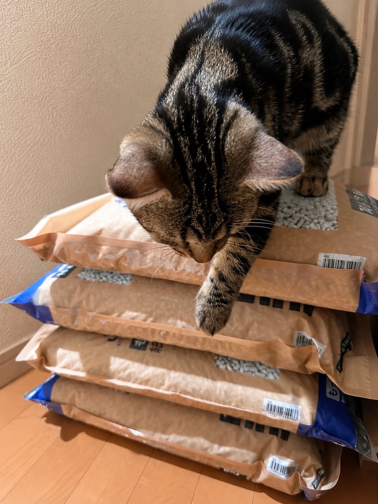 積み重ねた猫砂の袋の上に立ち、下をのぞき込む琥珀