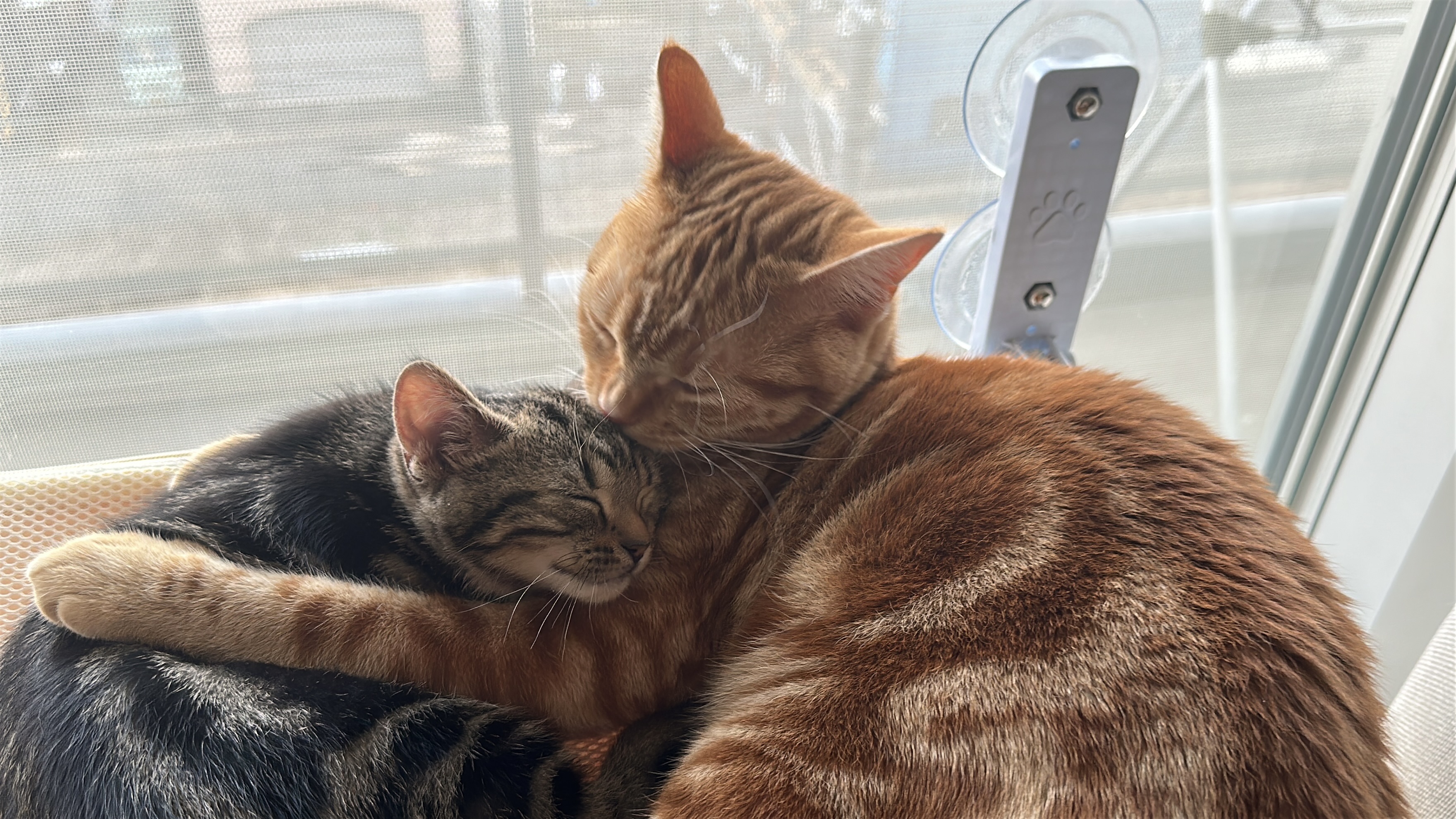 結ちゃんと琥珀くんが寄り添っている写真