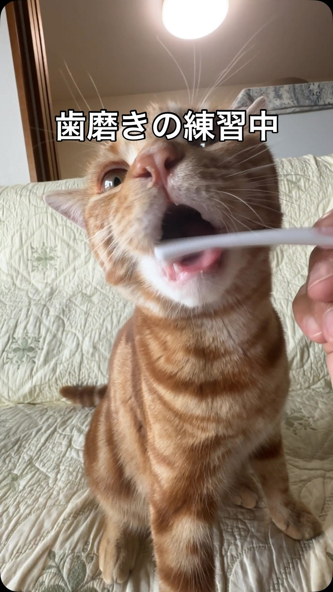 歯ブラシで歯を磨かれているつむぎ（Instagramリール動画のワンシーン）