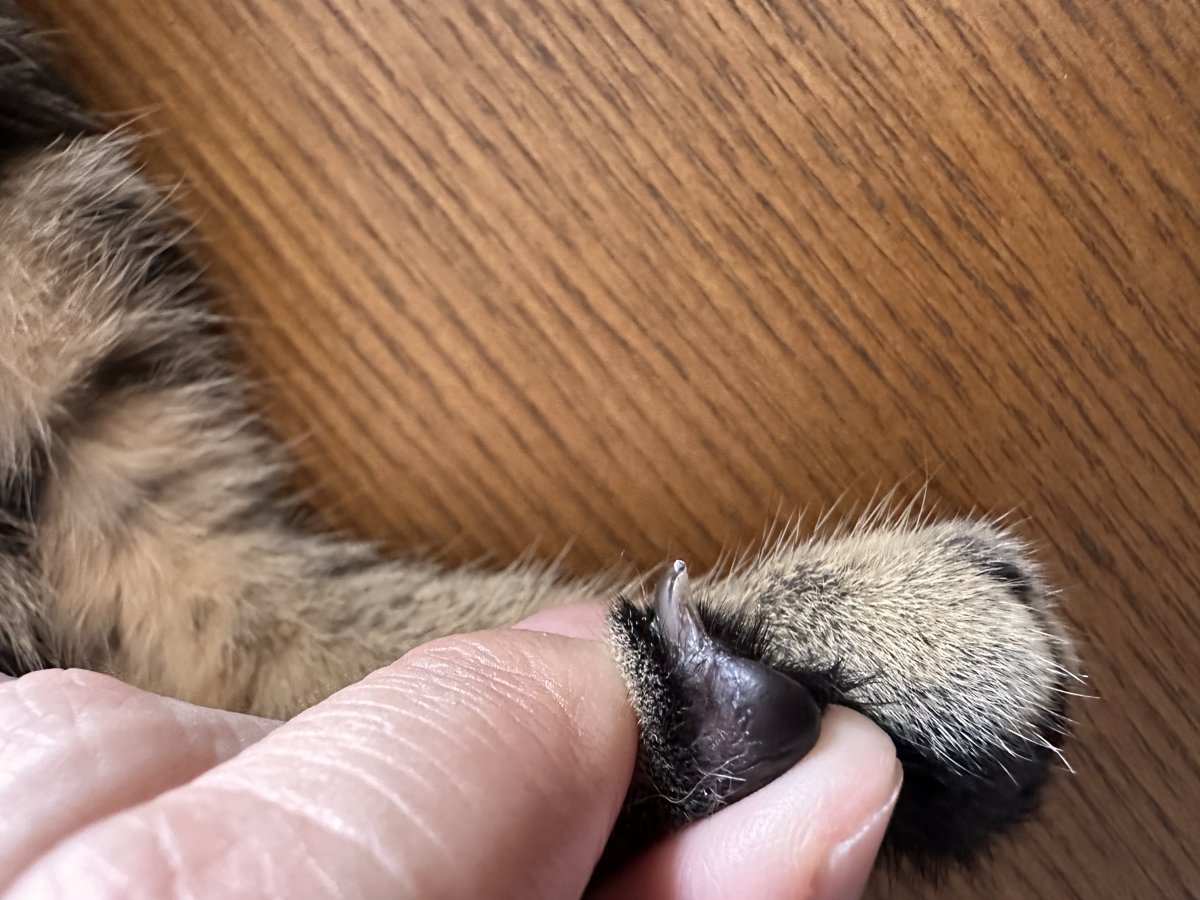 琥珀の黒っぽい爪のアップ。血管が見えにくい