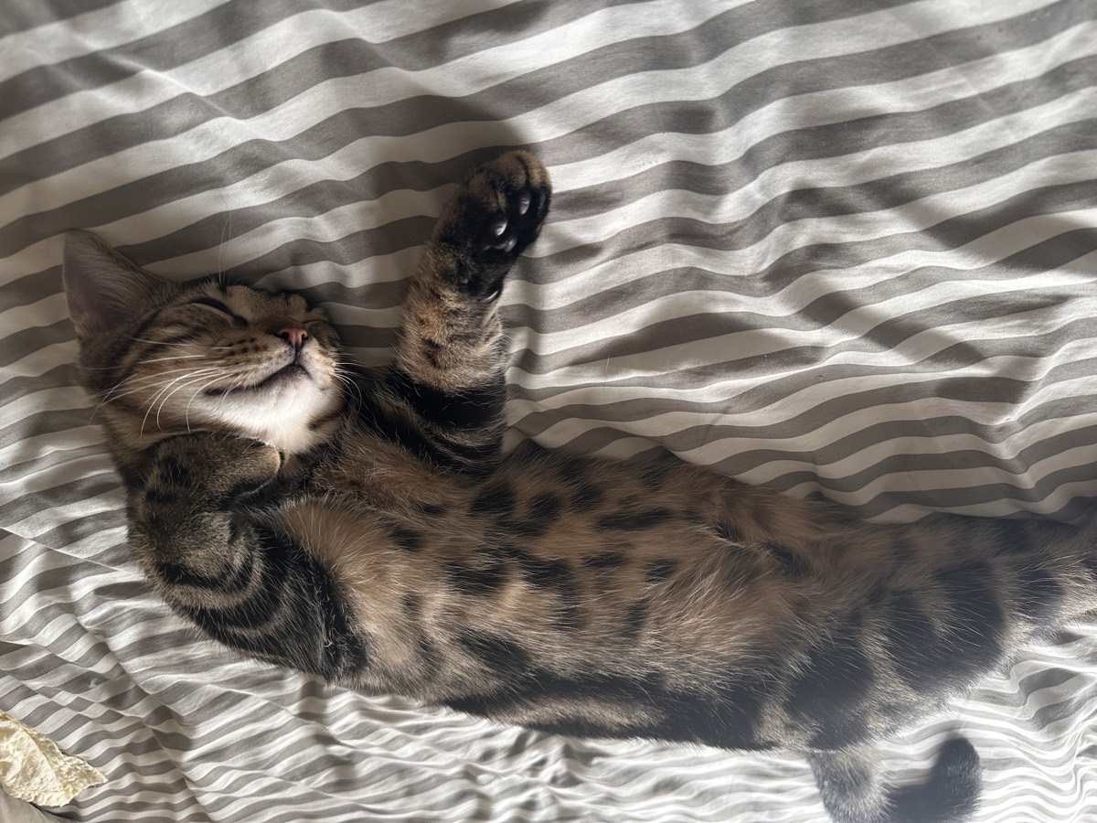 ベッドでぐっすり眠っている琥珀