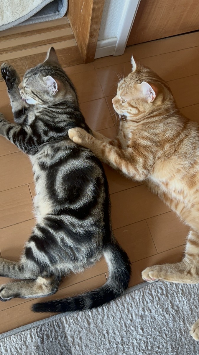 床に並んで寝転ぶ琥珀とつむぎ