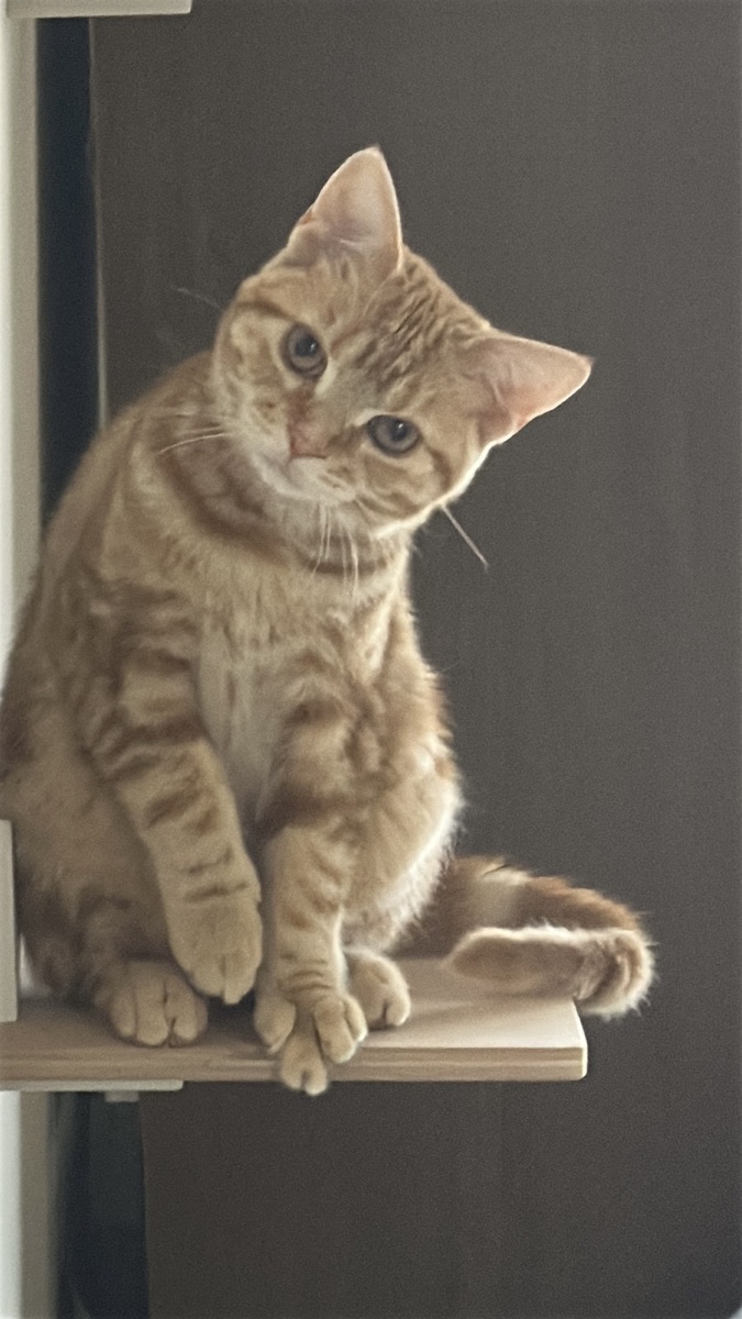 つむぎちゃんがこちらを見ている写真