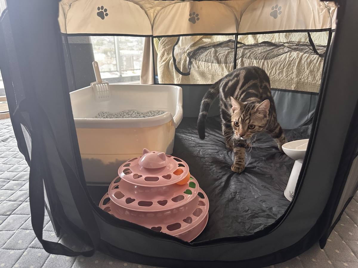 サークルの中でおもちゃのそばに立つ琥珀。奥に猫トイレが見える