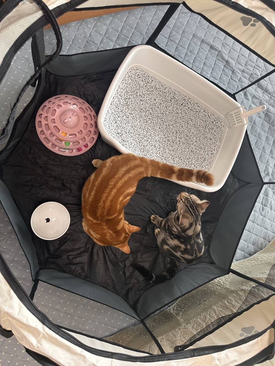 サークルの中に入っているつむぎと琥珀。猫トイレと水も置かれている